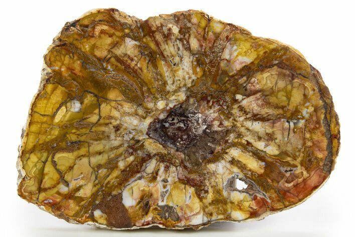 Colorful Petrified Wood Slab - Weird Grain Patterns #325563